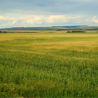 Поля